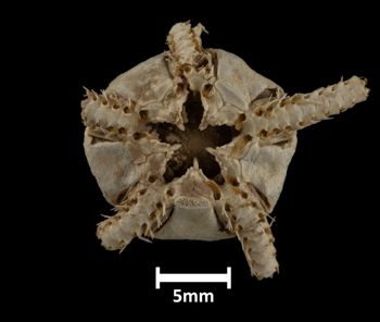 Media type: image;   Invertebrate Zoology OPH-768 Description: Bottom of brittle star with mouth visible.;  Aspect: ventral